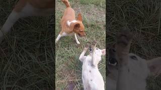 #subscribe #dog vs Dog #shortsvideo #shortvideo #trendingshorts #trend #trending #viral #shorts