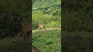 കാട്ടാട് 🐐#wildlife #wildgoat #nilgiris #001 #shorts #shortvideo #shorts