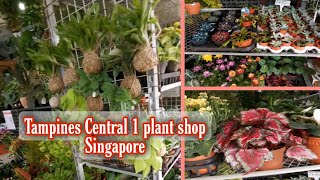 Singapore plant shop | Tampines Central 1