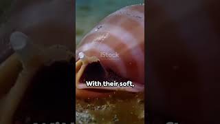 Sea Pig 🐷🐷🐷