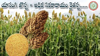 యాసంగి జొన్న - అధిక నికరాదాయం రైతన్న Profitable  Rabi Sorghum  II PJTAU II