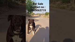 Pitbull for sale || Cheapest Price #trending #pitbulldog #realdog #viral #boxerdog #dogbreed #ambull