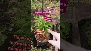 Вітаю ПІДПИШИСЬ SUBSCRIBE Підготовка туї до висадки у відкритий грунт Home and garden tips Поради