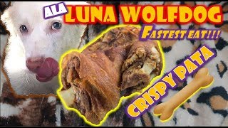 ala Luna Wolfdog | Albino | Eating CRISPY PATA (VLOG#65) #lunawolfdog#lolabelvlog#animallover#vlog