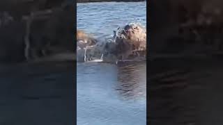 hippo attack lion