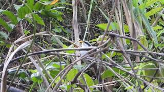 White-browed scimitar babbler