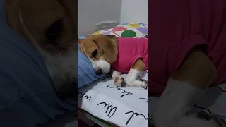 food panda rider nyo pagod na #beagle #funnydogs #beaglelife #furmomlife #cutedogs #furbaby #shorts