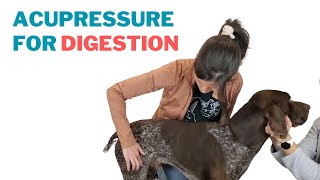 Acupressure for Dogs - Digestion