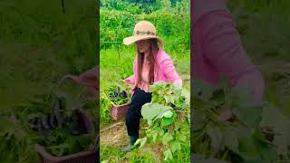 Harvesting Eggplants,Sweet Potato Leaves,Bitter Gourd Leaves #gardening