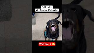 Real life animal movie | Review reloaded shorts #shorts #shortsfeeds #arjanvailly #funnyshorts #dog