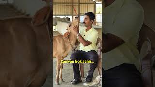 Should you eat Beef Parotta in Kerala? #beef #beefparotta #kerala #cows #animals #truth #viral