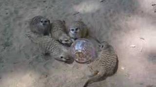 Suricata - Meerkat - Zoo Barcelona