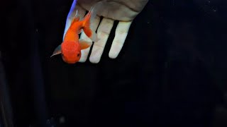 Adding Oranda & Ranchu Goldfish in Aquarium