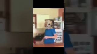 are dogs fr #meme #funny