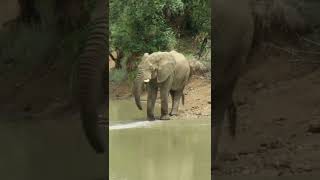 A tranquil sighting of a lone bull elephant quenching his thirst. And a hippo fart