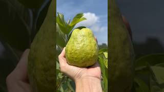 Guava fruit #freshfruits #guava #shorts #ytshorts