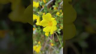 Rain sounds Yellow flower (Portulaca Mega Pazzaz) Peaceful, calm, nature, relaxing, Florida