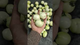 💯😲टमाटर 🤯की बंपर फसल ऐसे उगाएं घर पर Tips to Grow Lots of Tomatoes at Home #organicgardening#short