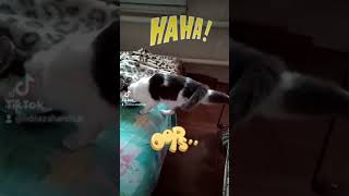 funny cat/Ты не ты,когда ты голоден)#shorts