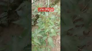 بیل والا ٹماٹر|  Inderminate Tomatoe|