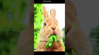 Rabbit eats a green grape in the Vegetable Garden!🐰  #trendingshorts #shortsfeed #pets #animals