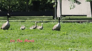 Canada Geese On The March, Mud Lake