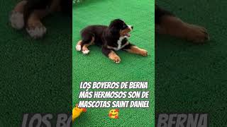 Los boyeros de Berna más hermosos son de Mascotas Saint Daniel...