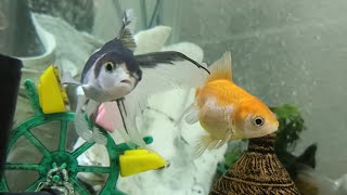 Fancy Goldfish #Aquarium #setup #Relaxing #stress relief #ASMR #Silentlivestream