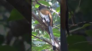 Rufous Treepie Bird Voice #rufoustreepie #birds #shortsfeed #wildlife #watch #love #beautiful #look