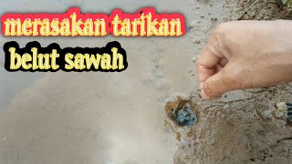 ANEH!!TIDAK MAU DI PANCING!!BELUT PUN KELUAR DARI SARANG NYA