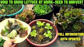 How To Grow Lettuce From Seed-Full Information With Updates