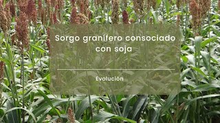 Seguimiento de los sorgos consociados con soja para pastoreo (vivo en Instagram).