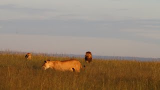 Lioness finds herself surrounded by another pride