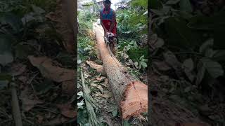 tutorial pembuatan balok dari pohon kelapa menggunakan senso  stihl 070