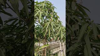 Subornorekha আম গাছটিতে মুকুল আসতে শুরু করসে😌 #mango #rooftopgarden #treeplantation #terracegarden