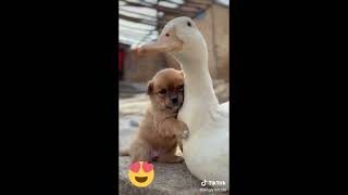 سبحان الله                                                the dog love the duck