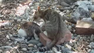 #Cats from Comana. Mother and daughter, Sherpishor  and Tricsy - 6-7July 2020 by Marilena Dumitriu