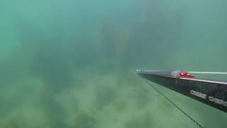 Spearfishing north wales flounder and see bass catch and cook