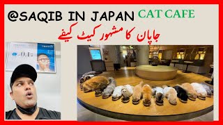 Cat Cafe in Japan