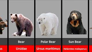 COMPARISON: Scientific Names of Common Animals