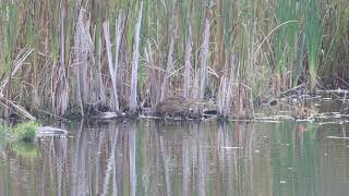 American Bittern, Colonel Samuel Smith Park, 10/14/21