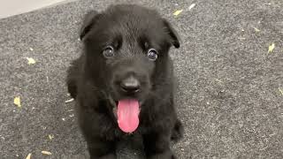 26 Day Old German Shepherd Puppies Learning to Eat | VERY IMPORTANT THING, where the restroom is |