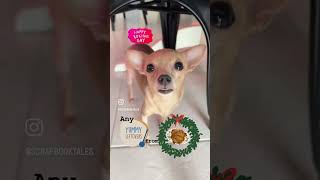 Merry Christmas 🎄😅Any leftover from yesterday turkey 🦃?#dog #christmas #chihuahua #petlovers