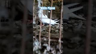 White Pigeon | Like | Share | Subscribe