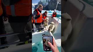 🐻‍❄️ Tiny Polar Bear's Heartwarming Rescue! 😍 #PolarBearRescue #WildlifeConservation #ArcticAnimals