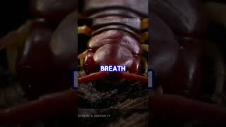 How to Survive Giant Centipede Sting Attack !   #animals #facts