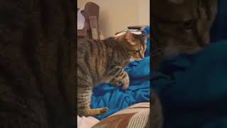 Cat is startled off the couch