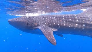 whale shark 2021