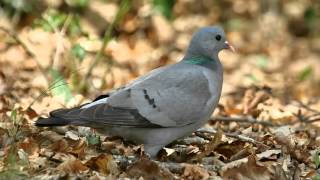 Le pigeon colombin 2 ème partie