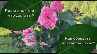 Розы желтеют,что делать ? Как обрезать плетистую розу ? Питомник растений Е. Иващенко